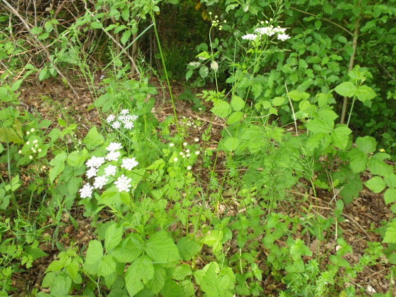 Conium maculatum? no, Chaerophyllum temulum